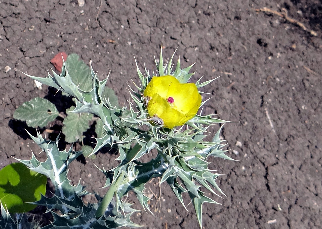 Meksikietiška Dygliuota Aguona, Meksikietiška Aguona, Dygliuotas Aguonas, Satyanashi, Swarnakshiri, Argemone Mexicana, Papaveraceae, Flora, Gėlė, Indija