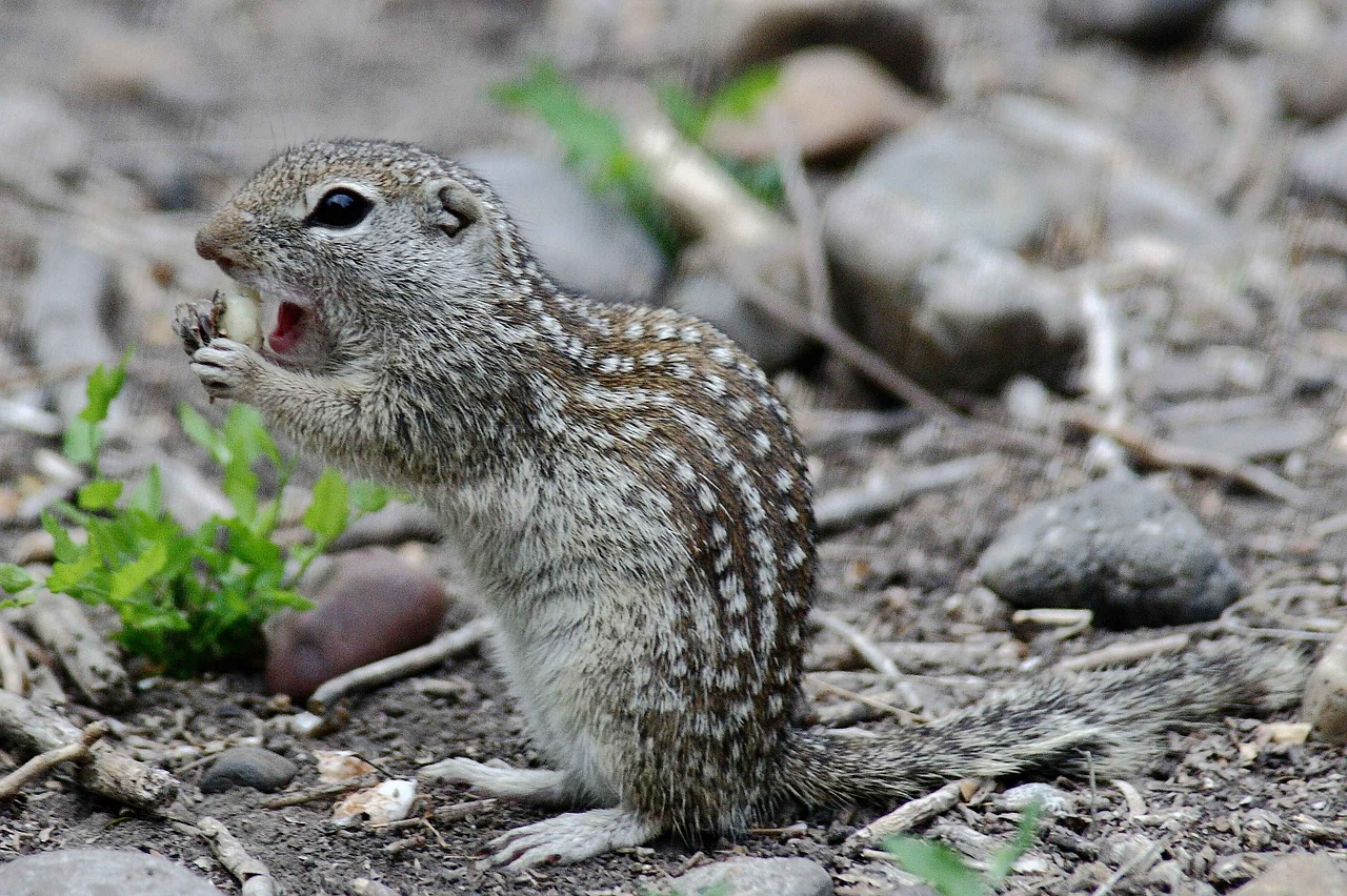 Mexicanus, Ictidomys, Žemė, Meksikietis, Voverė, Gyvūnai, Fauna, Nemokamos Nuotraukos,  Nemokama Licenzija