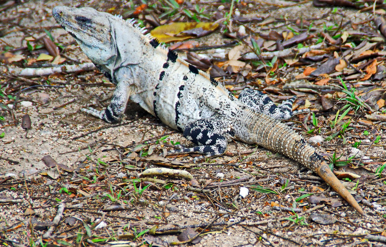 Meksika, Iguana, Ropliai, Dinozauras, Mimicry, Gyvūnas, Omarinis, Nemokamos Nuotraukos,  Nemokama Licenzija