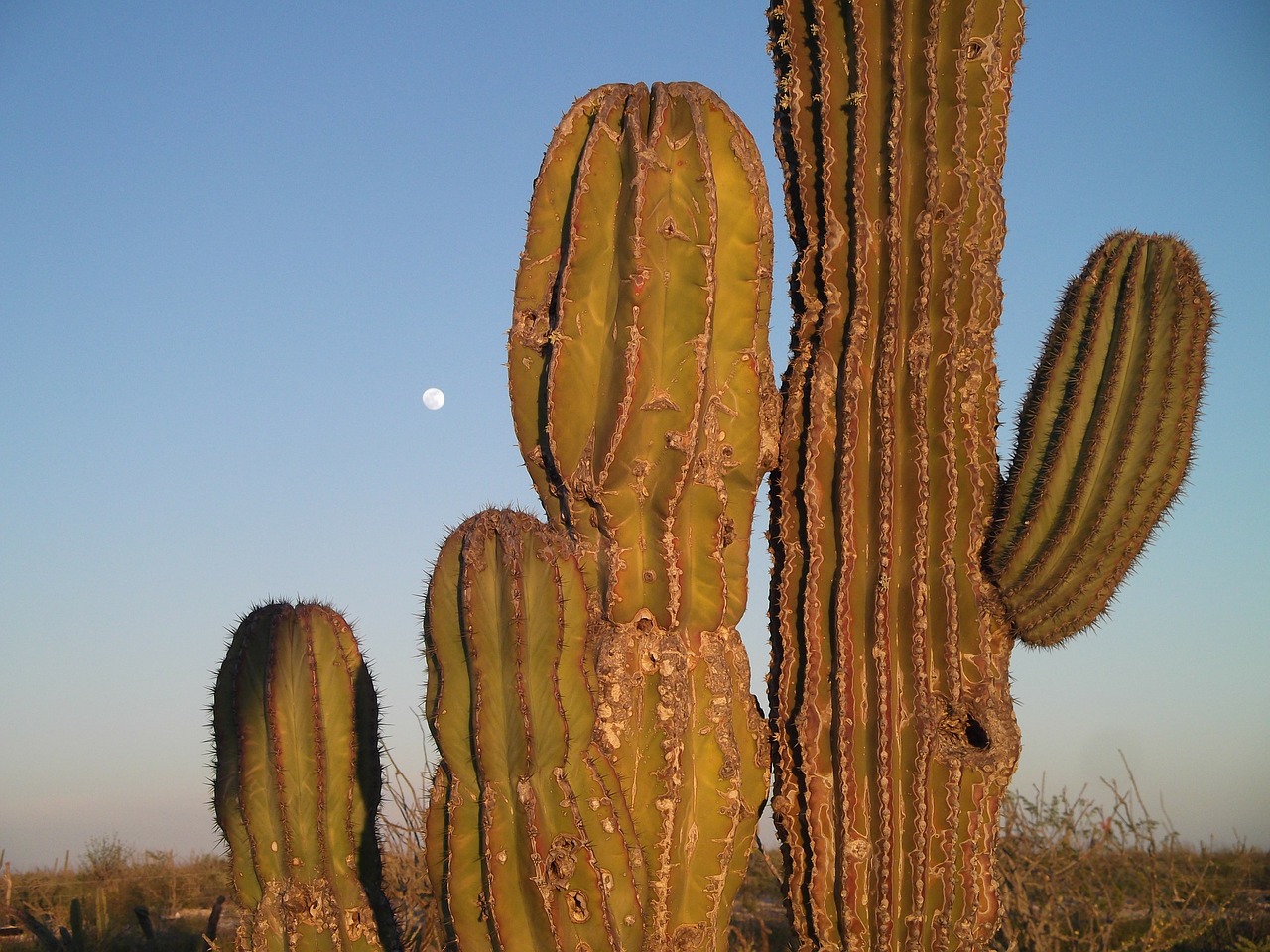Meksika, Mėnulis, Kaktusas, Didelis, Nemokamos Nuotraukos,  Nemokama Licenzija