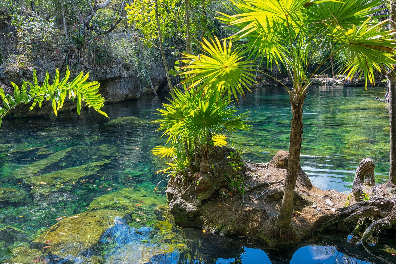 Meksika, Yukatanas, Cenote, Gamta, Vasara, Kelionė, Laisvė, Žygis, Vanduo, Palmės