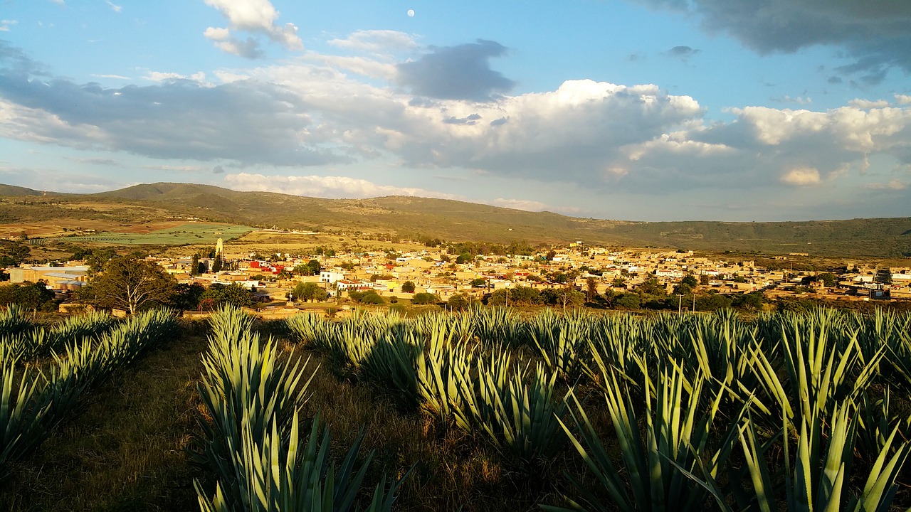 Meksika, Agavė, Tequila, Nemokamos Nuotraukos,  Nemokama Licenzija