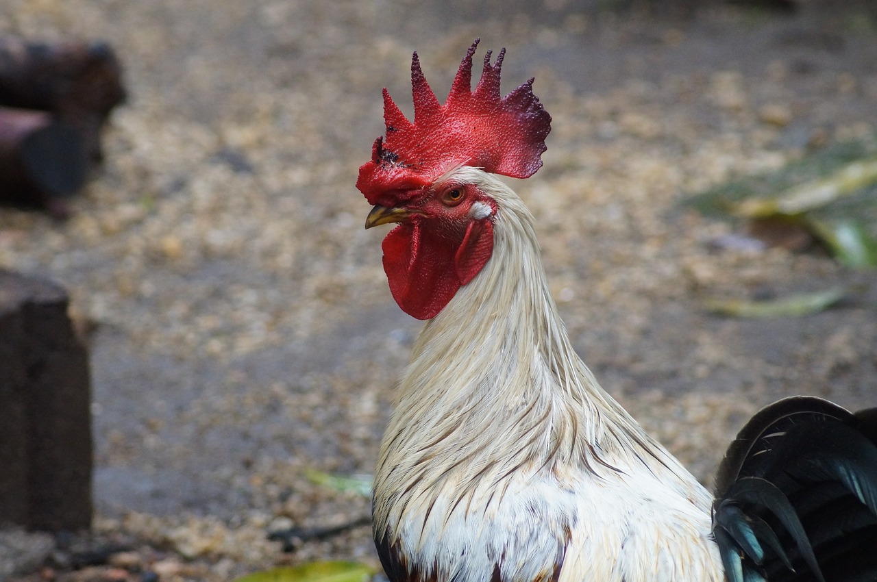 Meksika, Gamta, Vištos, Gallo, Vištos Dedeklės, Plunksnos, Vištidė, Nemokamos Nuotraukos,  Nemokama Licenzija