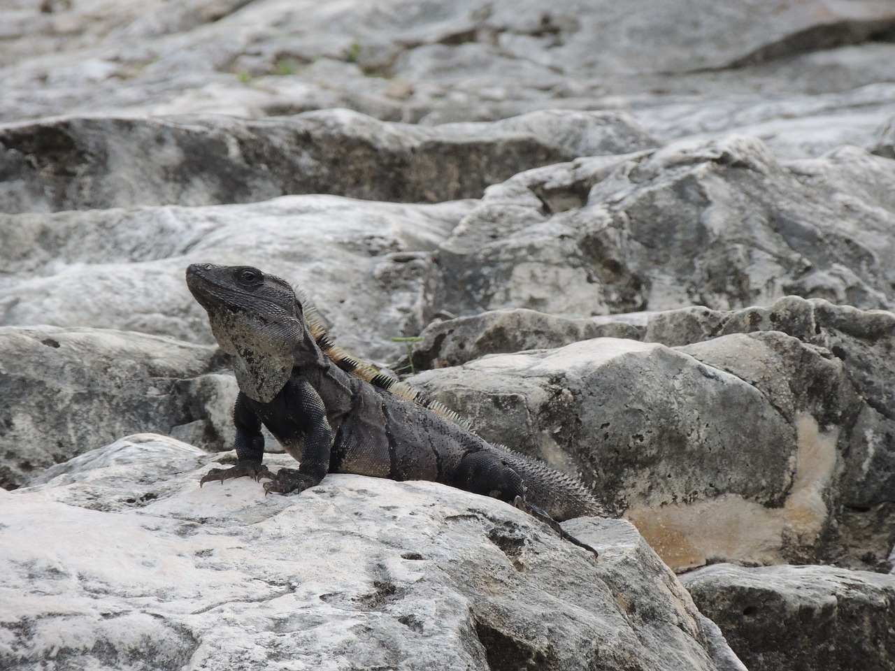 Meksika, Fauna, Ropliai, Iguana, Charakteris, Akmenys, Akmenys, Nemokamos Nuotraukos,  Nemokama Licenzija