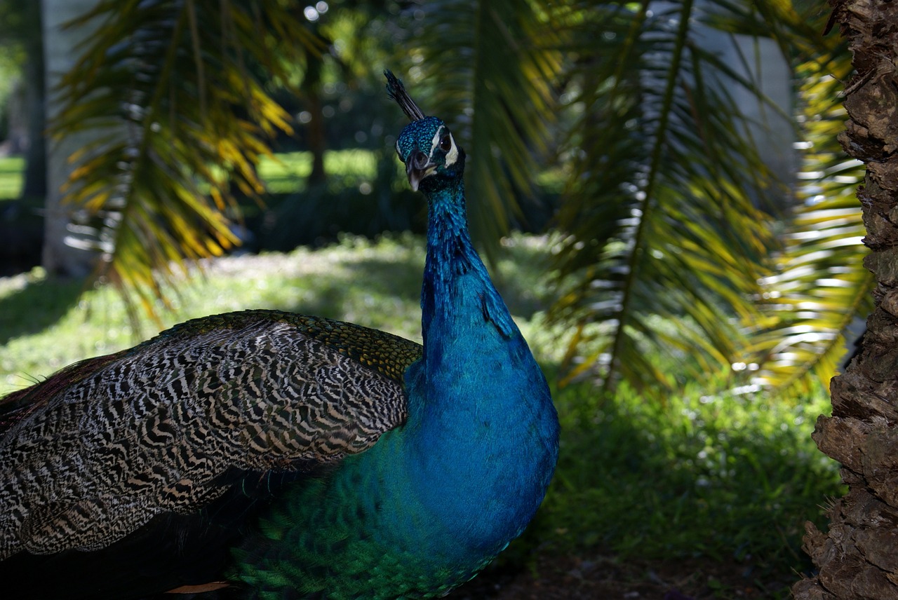 Miami, Povas Atogrąžų Miškai, Gamta, Nemokamos Nuotraukos,  Nemokama Licenzija