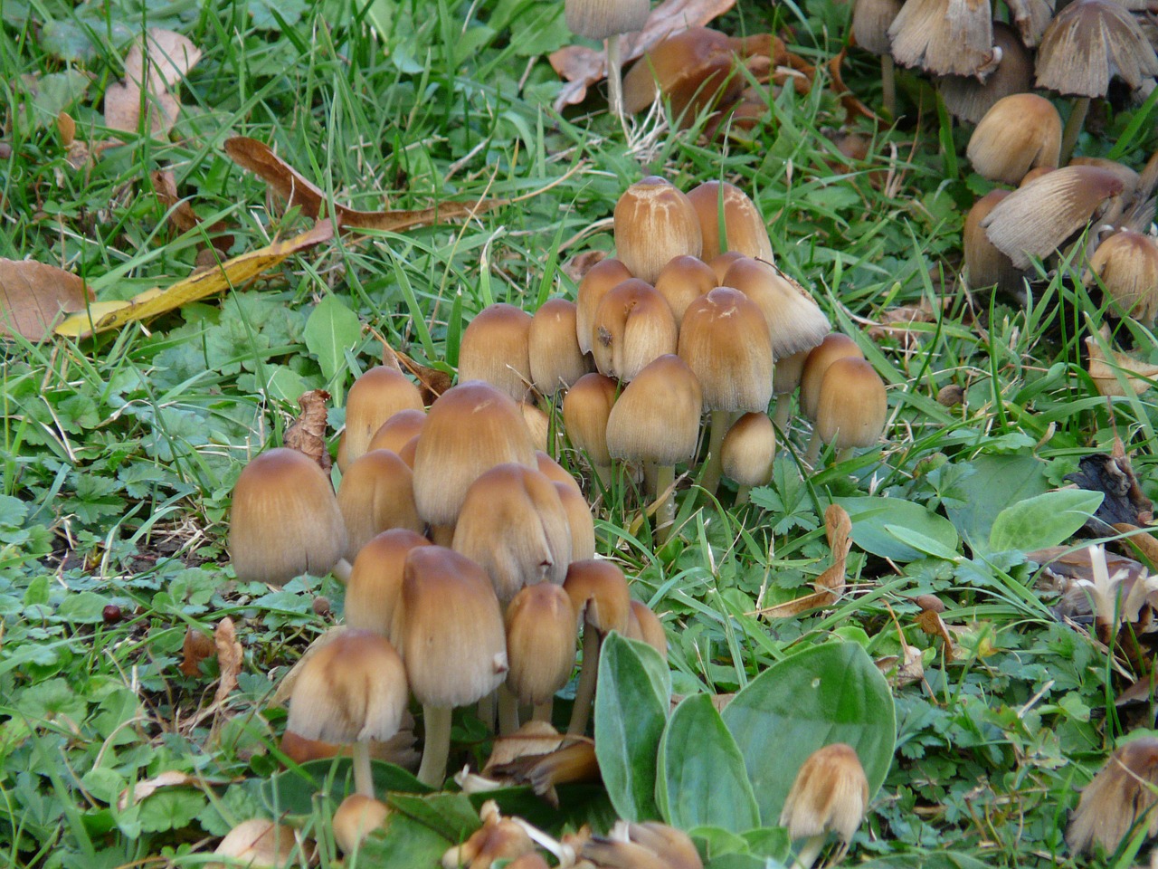 Mica Coprinus, Coprinus, Coprinus Micaceus, Grybai, Comatus Giminaičiai, Faserlingsverwandte, Psathyrellaceae, Švelnus, Trapi, Vaismedžiai