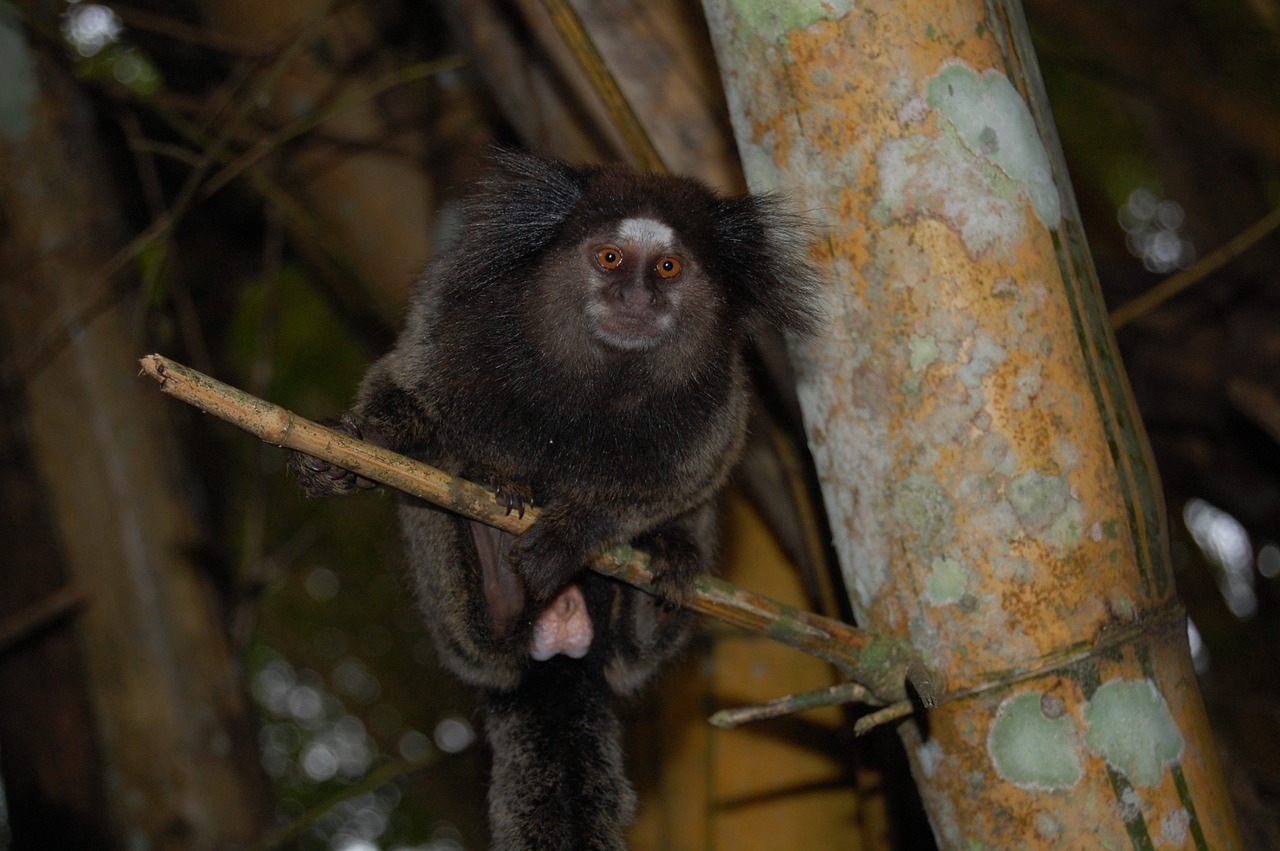 Mico, Marmoset, Beždžionė, Laukinė Gamta, Bendras Marmozetas, Tufas Juodas, Nemokamos Nuotraukos,  Nemokama Licenzija