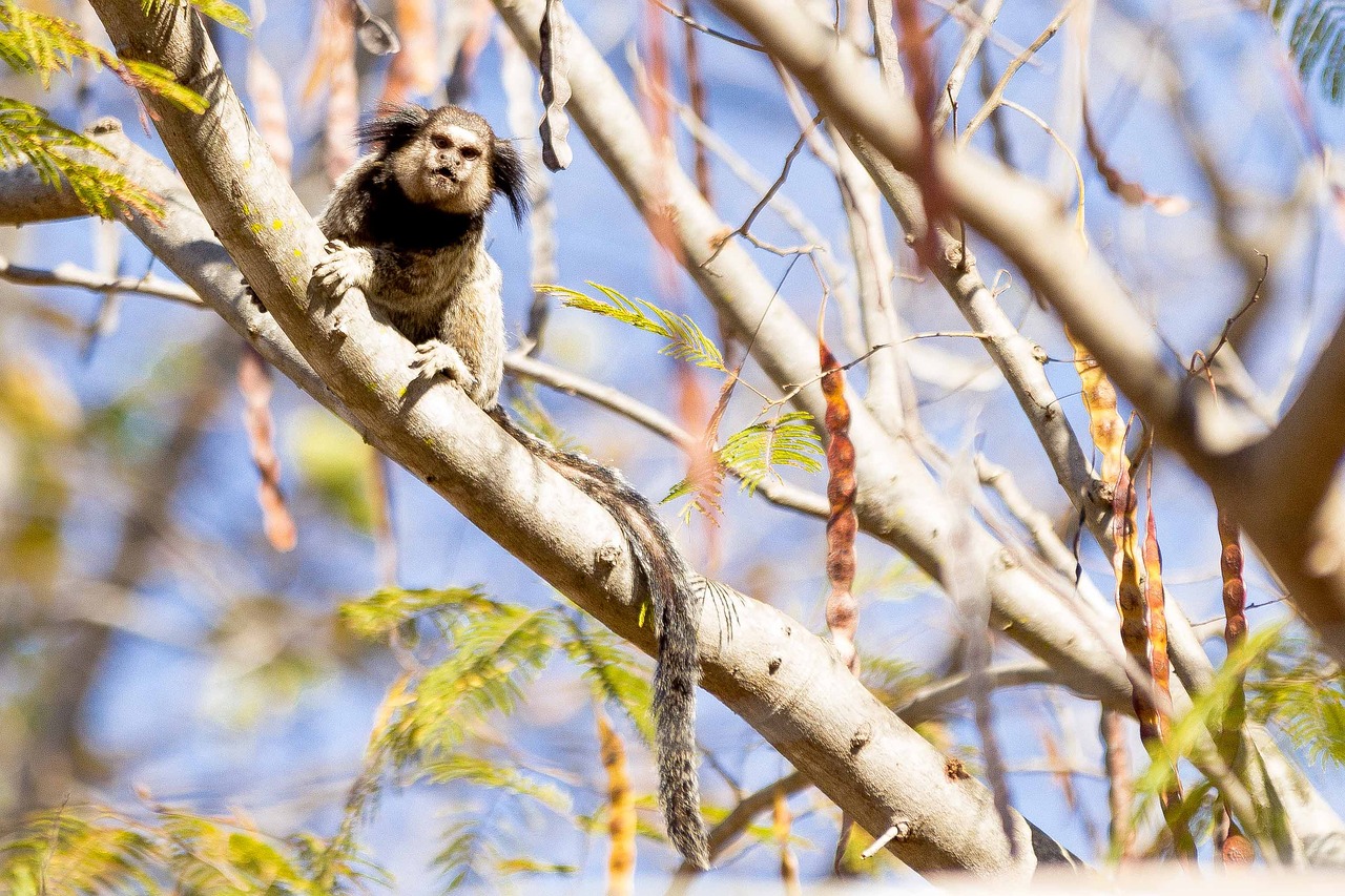 Mico, Gyvūnai, Beždžionė, Miškas, Marmoset, Kraštovaizdis, Nemokamos Nuotraukos,  Nemokama Licenzija