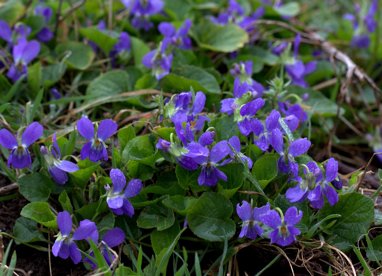 Micsunele, Violetinė, Gėlė, Pavasaris, Gamta, Nemokamos Nuotraukos,  Nemokama Licenzija