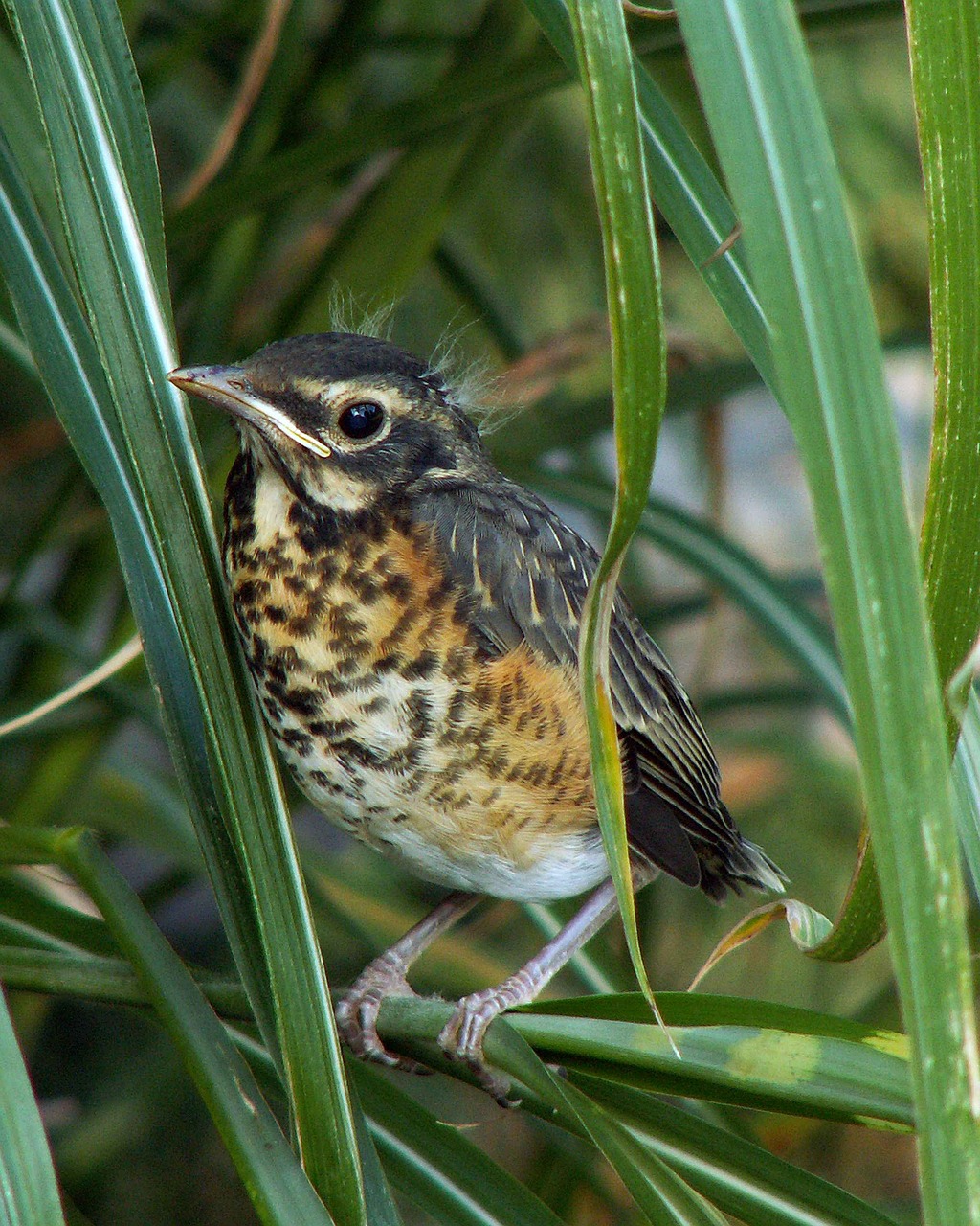 Migratorius, Turdus, Paukštis, Kūdikis, Viščiukas, Amerikietis, Robin, Gyvūnai, Fauna, Nemokamos Nuotraukos