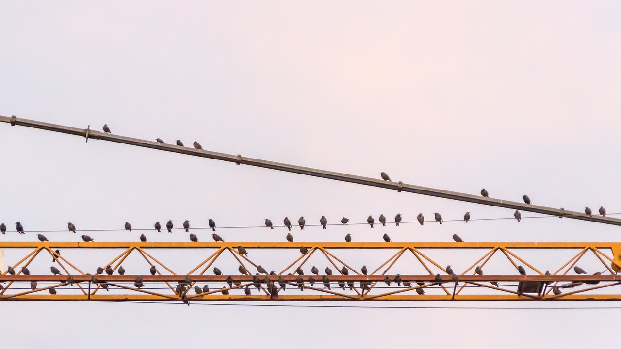 Migruojantys Paukščiai, Surinkti, Ralio Taškas, Išvykimas, Paukščių Pulkai, Paukščių Migracija, Kranas, Giesmininkai, Hitchcock, Nemokamos Nuotraukos