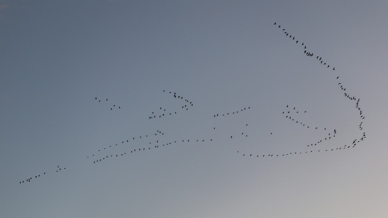 Migruojantys Paukščiai, Paukščiai, Paukščių Pulkai, Swarm, Vandens Paukštis, Dangus, Gamta, Skristi, Debesys, Laukinės Gamtos Fotografija