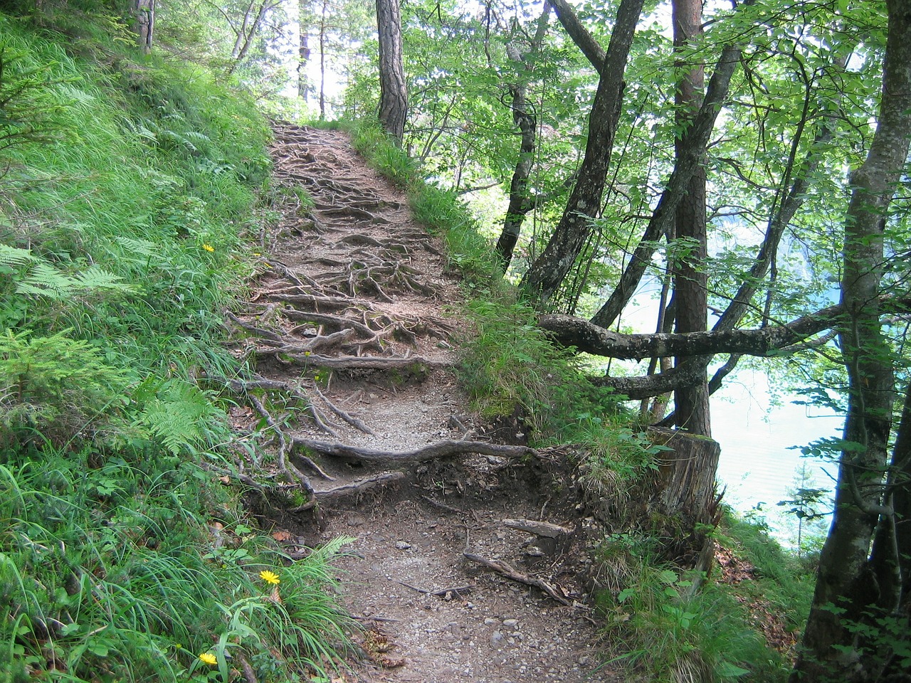 Migracijos Kelias, Takas, Miško Takas, Kelias, Šakninis Kelias, Austria, Ežeras Weissensee, Šaknis, Nemokamos Nuotraukos,  Nemokama Licenzija