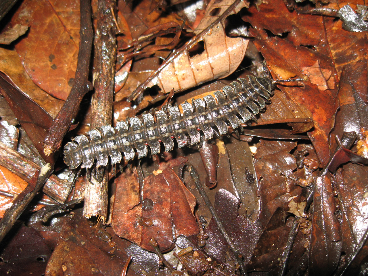 Diplopoda,  Amazon,  Kolumbija,  Tūkstančiai Ir Viena Pėda, Nemokamos Nuotraukos,  Nemokama Licenzija