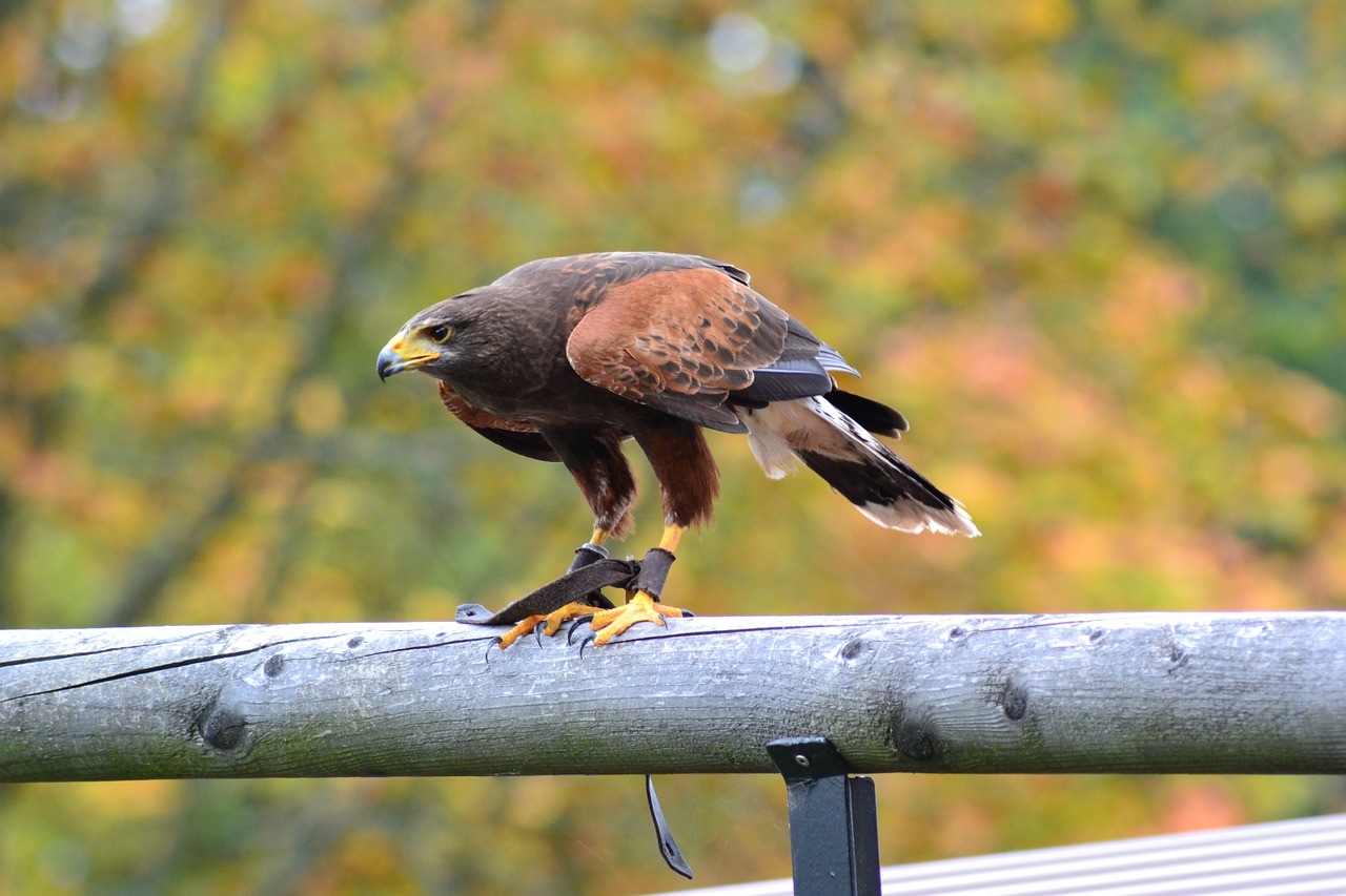 Milanas, Laukinio Gyvenimo Parkas, Paukštis, Gamta, Laukinės Gamtos Fotografija, Raptoras, Plėšrusis Paukštis, Nemokamos Nuotraukos,  Nemokama Licenzija