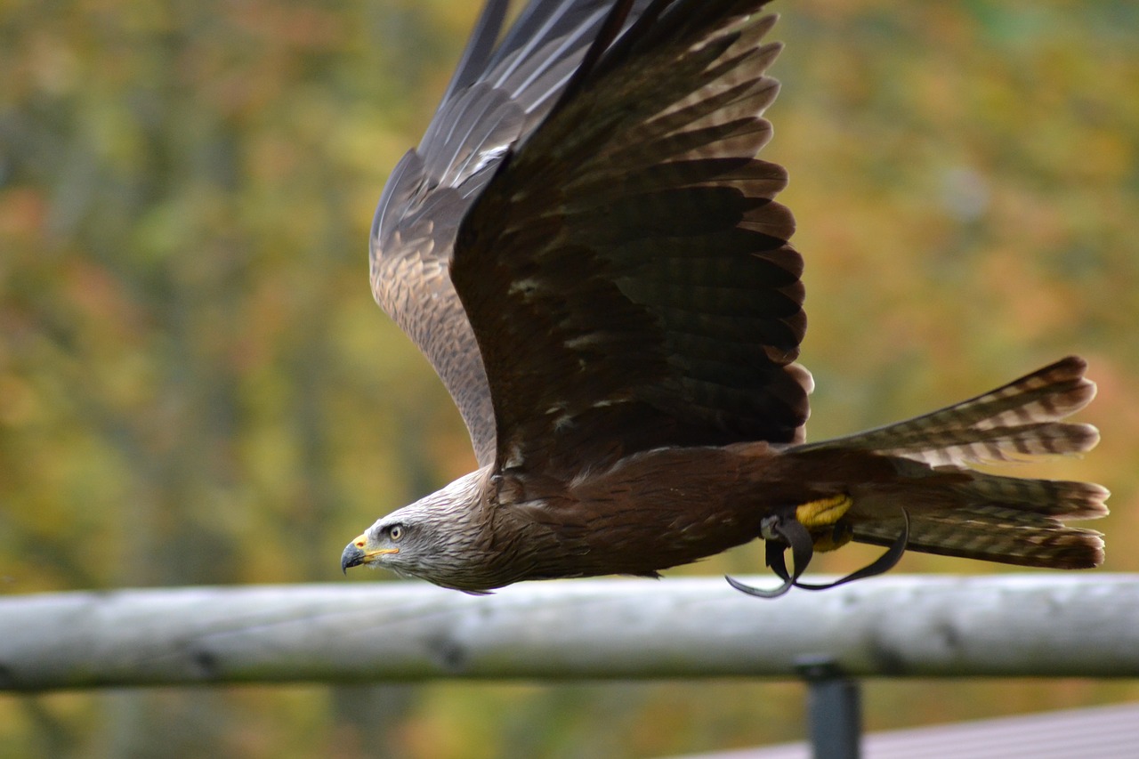 Milanas, Laukinio Gyvenimo Parkas, Paukštis, Gamta, Laukinės Gamtos Fotografija, Raptoras, Plėšrusis Paukštis, Nemokamos Nuotraukos,  Nemokama Licenzija