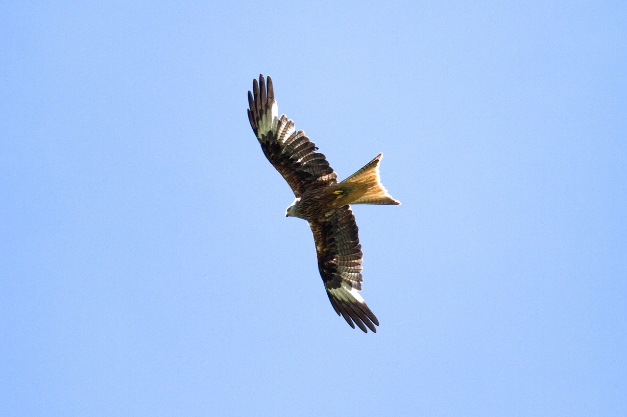 Milanas, Raptoras, Plėšrusis Paukštis, Raudonas Milanas, Paukštis, Laukinės Gamtos Fotografija, Nemokamos Nuotraukos,  Nemokama Licenzija