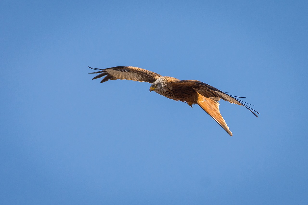 Milanas, Paukštis, Plėšrusis Paukštis, Raptoras, Laukinės Gamtos Fotografija, Gamta, Raudonas Milanas, Raudonas Aitvaras, Gyvūnas, Plunksna