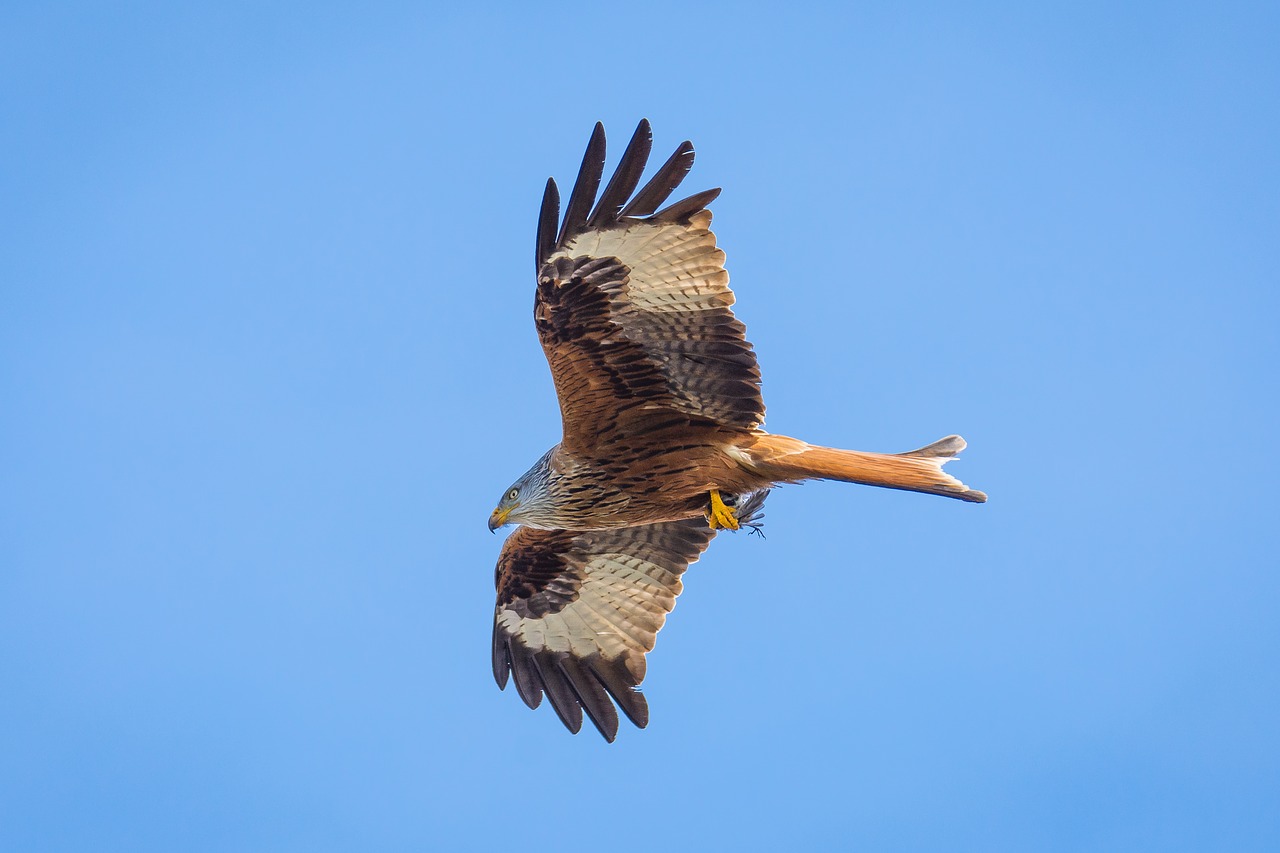 Milanas, Paukštis, Plėšrusis Paukštis, Raptoras, Laukinės Gamtos Fotografija, Gamta, Raudonas Milanas, Raudonas Aitvaras, Gyvūnas, Plunksna