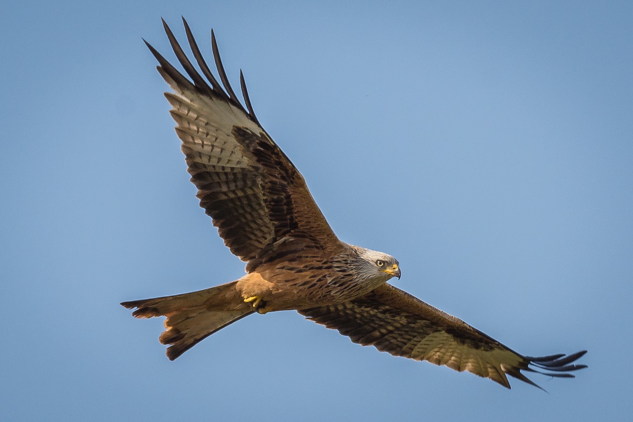 Milanas, Raudonas Milanas, Skrydis, Grakštus, Paukštis, Plunksna, Gamta, Dangus, Paukščių Skrydis, Raptoras