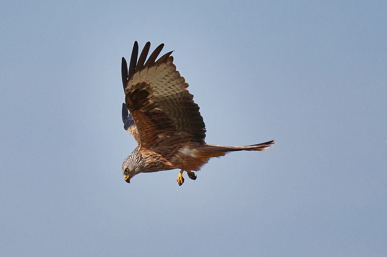 Milanas, Raptoras, Oras, Paukštis, Plėšrusis Paukštis, Laukinės Gamtos Fotografija, Gamta, Raudonas Milanas, Gyvūnas, Raudonas Aitvaras