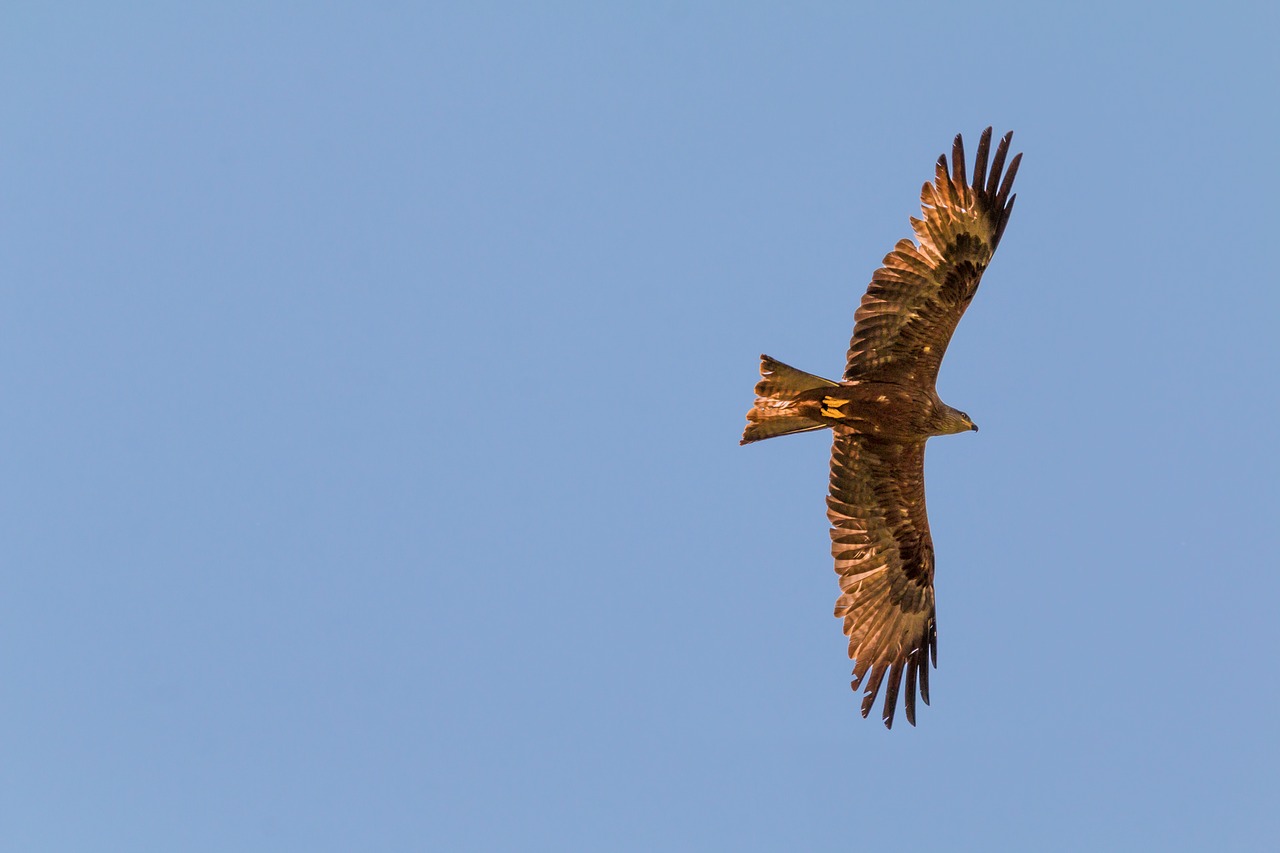 Milanas, Plėšrusis Paukštis, Raptoras, Laukinės Gamtos Fotografija, Juodas Milanas, Paukštis, Gamta, Sąskaitą, Raudonas Milanas, Gyvūnų Pasaulis