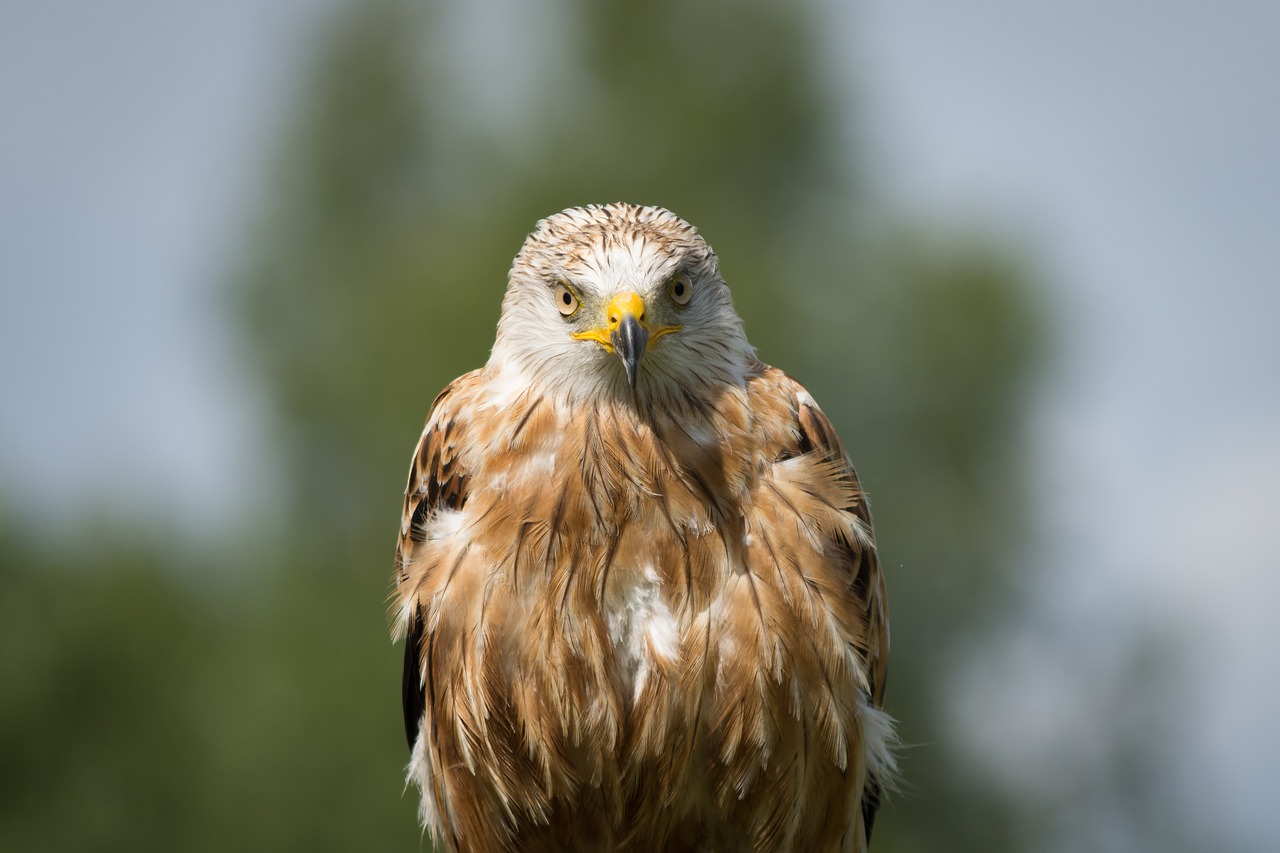 Milanas, Raptoras, Plėšrusis Paukštis, Portretas, Paukštis, Laukinės Gamtos Fotografija, Gamta, Raudonas Milanas, Raudonas Aitvaras, Plunksna