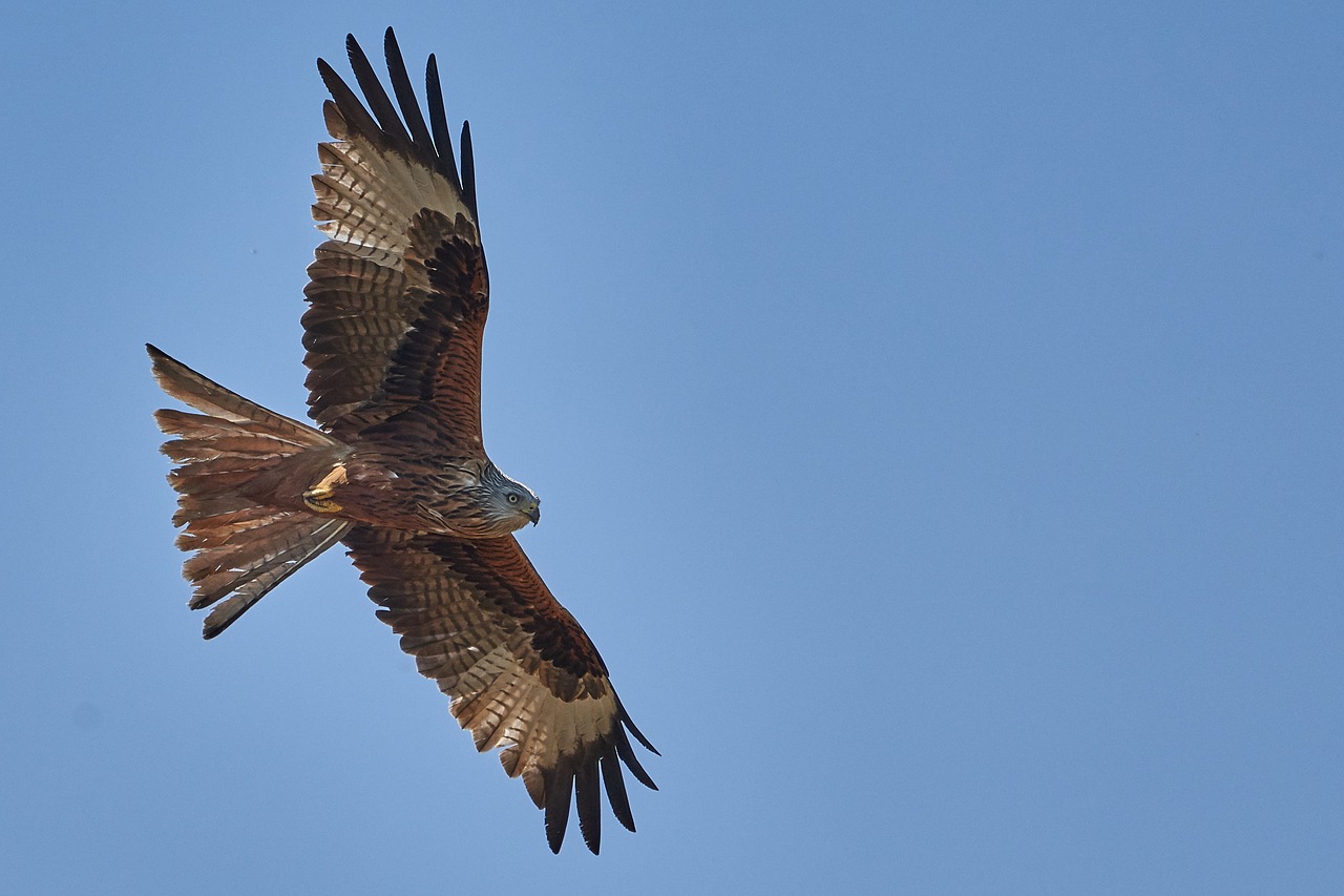 Milanas,  Paukštis,  Plėšrusis Paukštis,  Falcon,  Pobūdį,  Adler,  Skrydis,  Plunksnos, Nemokamos Nuotraukos,  Nemokama Licenzija