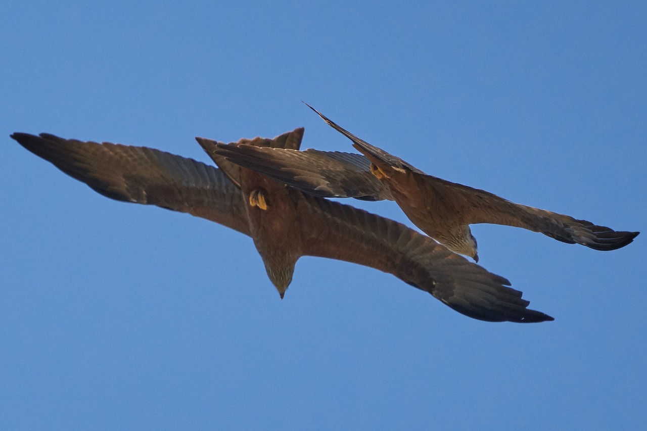 Milanas,  Paukštis,  Plėšrusis Paukštis,  Falcon,  Pobūdį,  Adler,  Skrydis,  Plunksnos, Nemokamos Nuotraukos,  Nemokama Licenzija