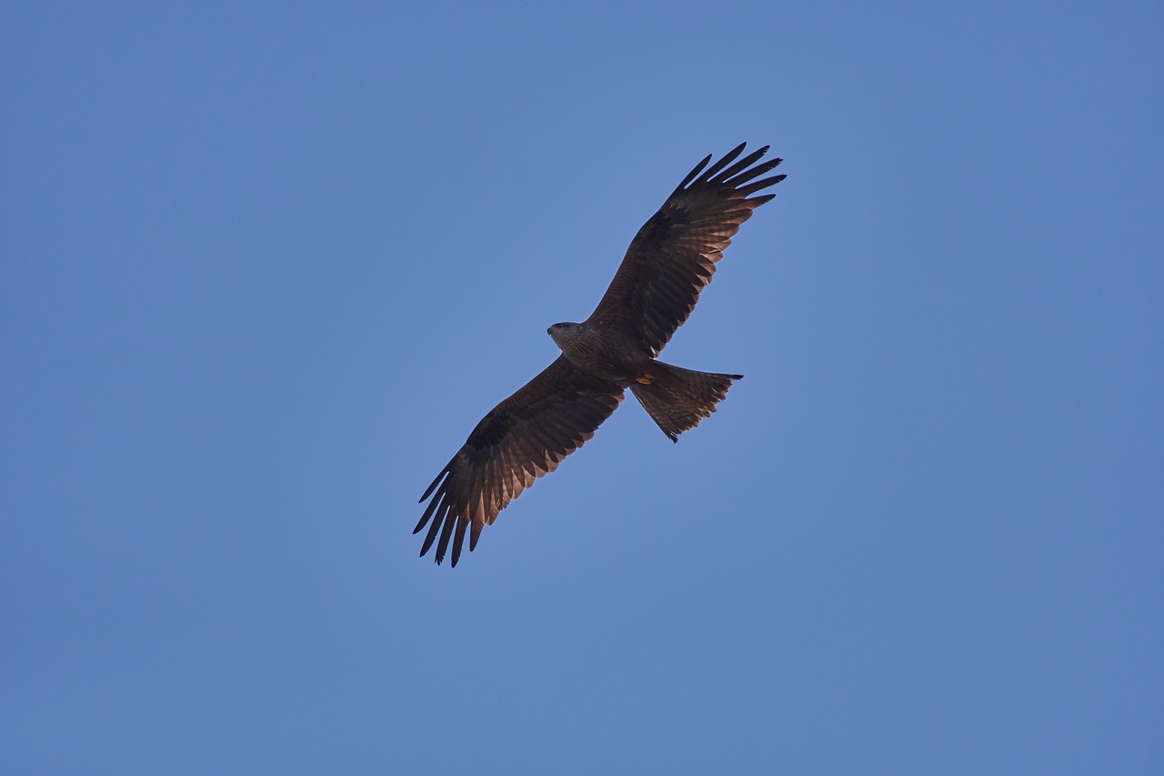 Milanas,  Dangus,  Plėšrusis Paukštis,  Raptor,  Raudona Milan,  Paukštis,  Sparnas,  Skrydis,  Skraidantis,  Span