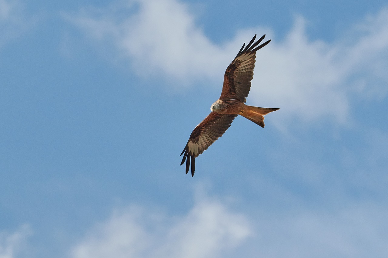 Milanas,  Plėšrusis Paukštis,  Raptor,  Dangus,  Debesys,  Fliegen,  Oro,  Sparnas,  Plunksnos,  Sąskaita