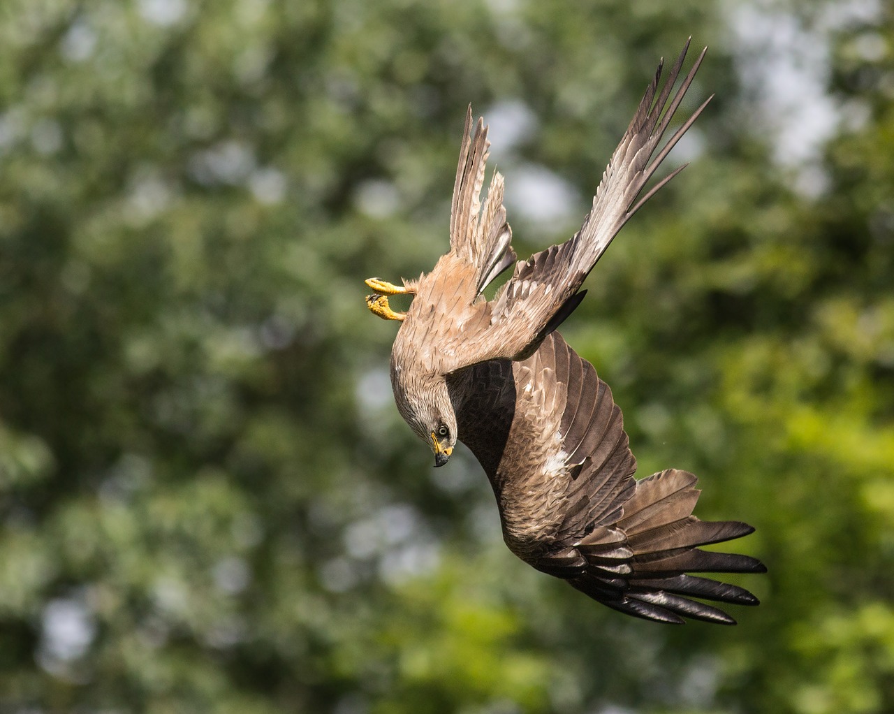 Milanas, Nosedive, Paukštis, Plunksna, Raptoras, Skristi, Fauna, Gyvūnas, Skrydis, Oras