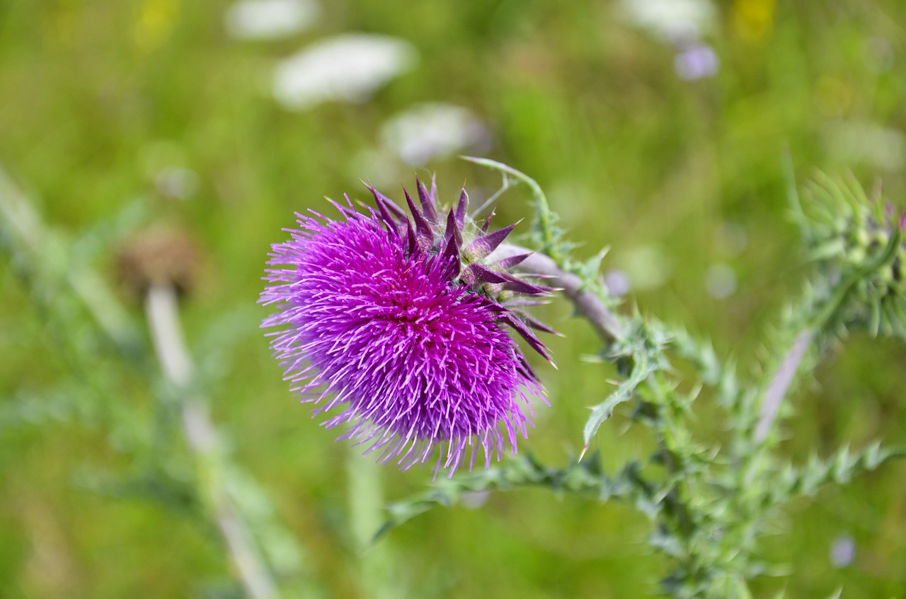 Pomidoras, Silybum Marianum, Dygliuotas, Gamta, Žiedas, Žydėti, Kompozitai, Violetinė, Drakonas, Flora