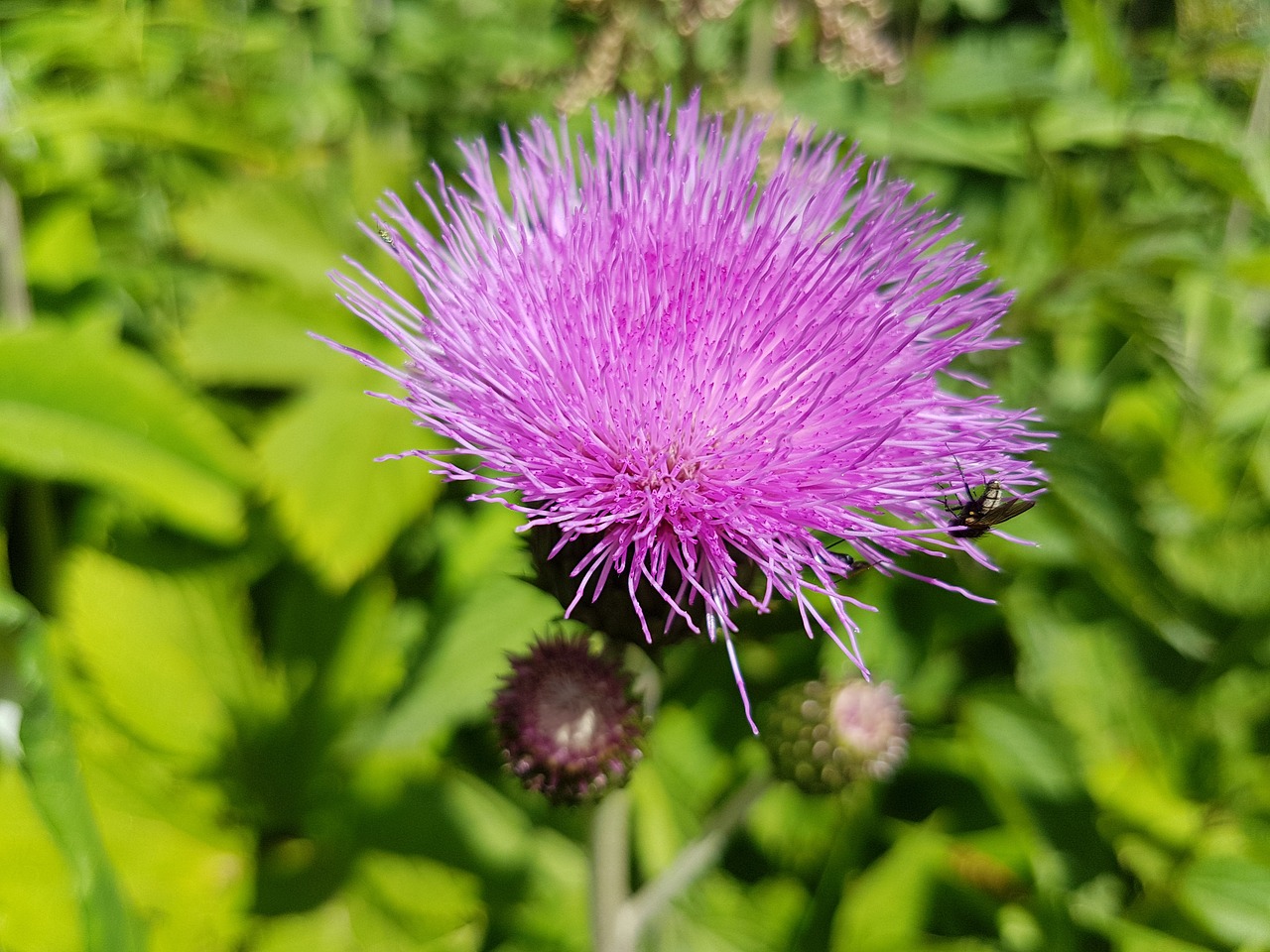 Pomidoras, Silybum Marianum, Drakonas, Augalas, Violetinė, Kompozitai, Nemokamos Nuotraukos,  Nemokama Licenzija