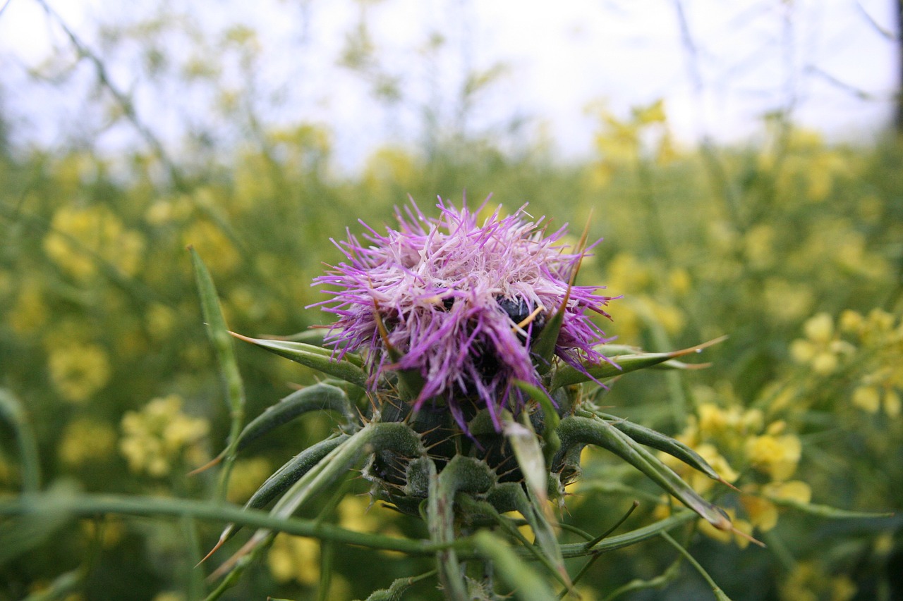 Pomidoras, Gėlė, Galilėja, Augalas, Silibusas, Wildflower, Žydėti, Spalva, Nemokamos Nuotraukos,  Nemokama Licenzija