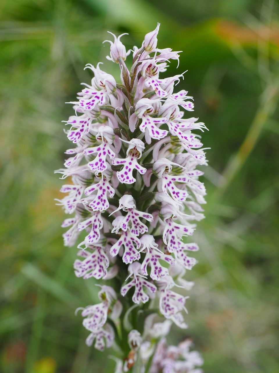 Drebulys, Gėlė, Žiedas, Žydėti, Augalas, Orchidėja, Orchis Lactea, Orchidaceae, Pastebėtas, Rožinis