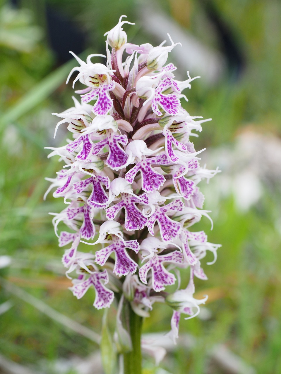 Drebulys, Gėlė, Žiedas, Žydėti, Augalas, Orchidėja, Orchis Lactea, Orchidaceae, Pastebėtas, Rožinis