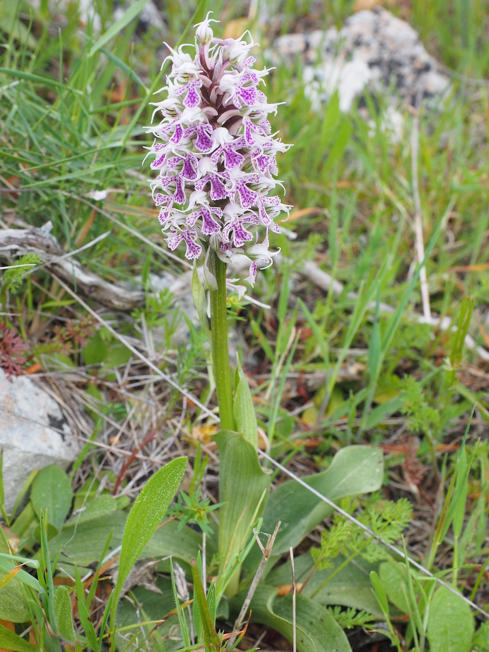 Drebulys, Gėlė, Žiedas, Žydėti, Augalas, Orchidėja, Orchis Lactea, Orchidaceae, Pastebėtas, Rožinis