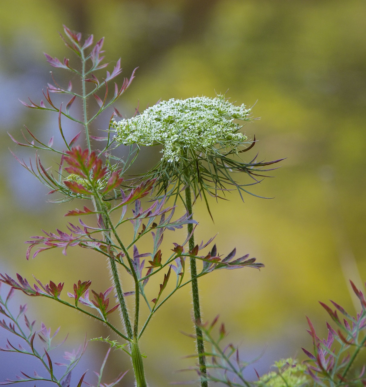 Pieneliukas, Balta, Gėlė, Wildflower, Gamta, Žydėti, Laukiniai, Nemokamos Nuotraukos,  Nemokama Licenzija