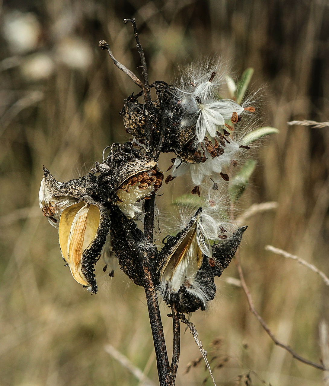 Pieneliukas, Sėklų Ankštys, Subtilus, Kritimas, Augalas, Piktžolių, Gudrus, Flora, Sezonas, Pieva