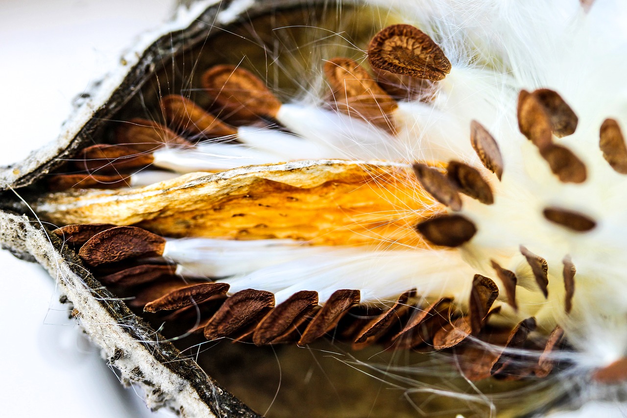 Pieneliukas, Sėklos, Milkweed Sėklos, Pieneliukų Augalai, Augalas, Gamta, Žiema, Laukas, Pasėlių, Vaddohány Tu