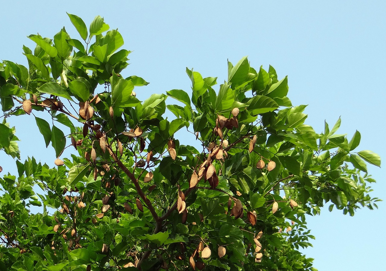 Milleti Pinnata, Karanj, Medis, Pongamia Pinnata, Indijos Buko Medis, Sėklų Ankštis, Karnataka, Indija, Nemokamos Nuotraukos,  Nemokama Licenzija