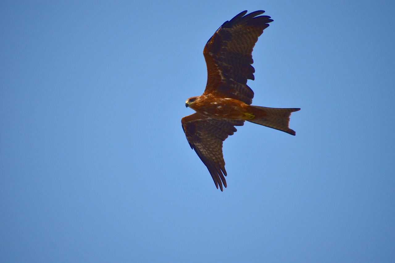 Milvus Migrans, Juodas Aitvaras, Skrydis, Paukštis, Raptoras, Nemokamos Nuotraukos,  Nemokama Licenzija