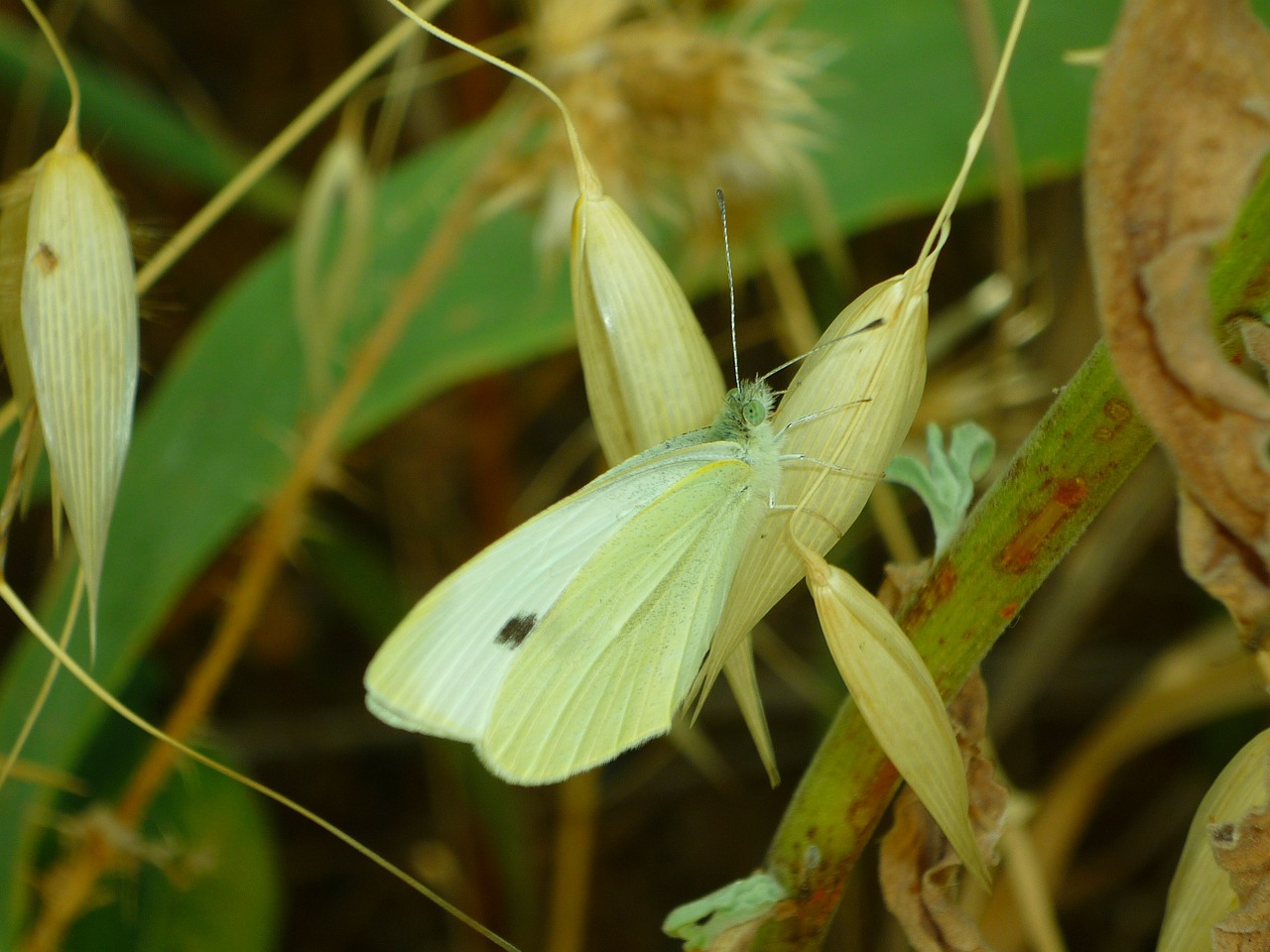 Mimicry, Drugelis, Pieris, Brassicae, Kopūstų Drugelis, Paplitęs Drugelis, Lepidopteran, Žolės, Krūmai, Vabzdys