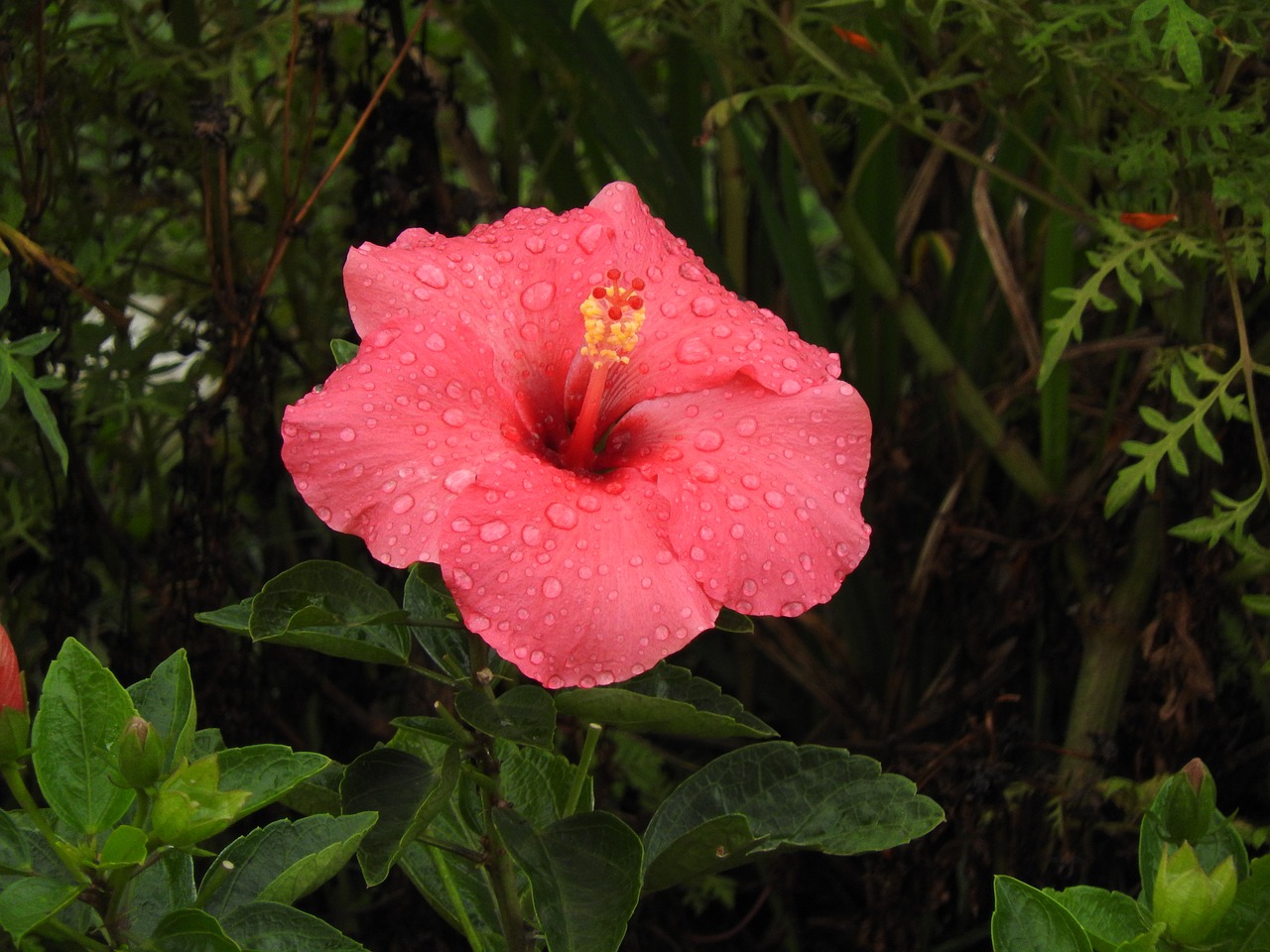 Vimo Mimo, Gėlė, Hibiscus, Atogrąžų Augmenija, Nemokamos Nuotraukos,  Nemokama Licenzija