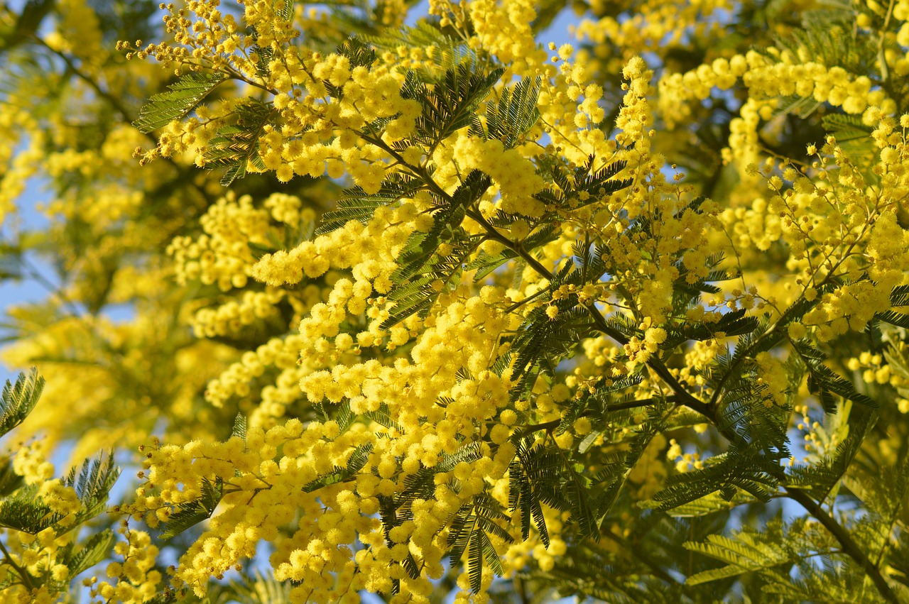 Mimoza, Gėlė, Geltona, Geltona Gėlė, Gamta, Provence, Geltonos Gėlės, Nemokamos Nuotraukos,  Nemokama Licenzija