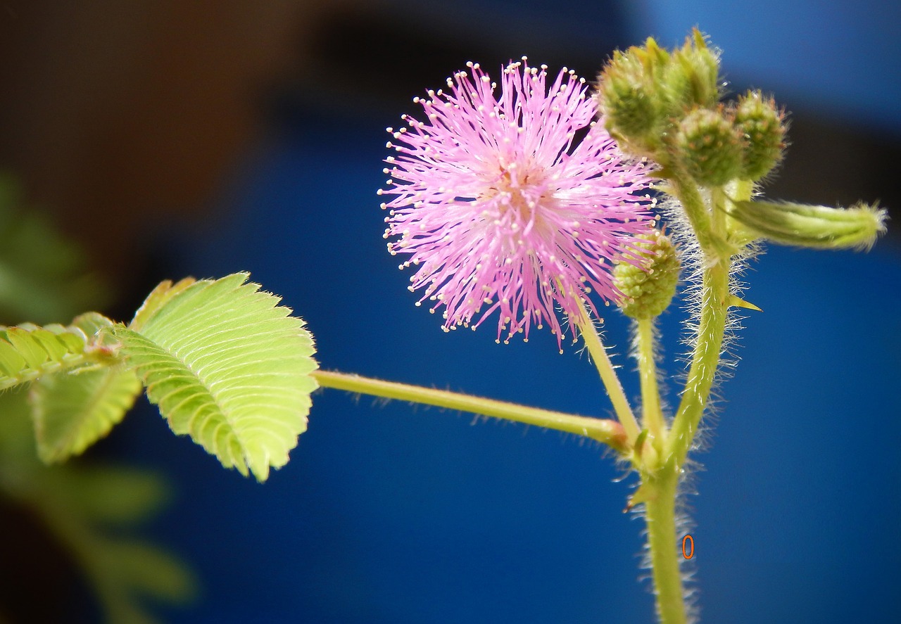 Mimosa Pudica, Gėlės, Mimoza, Augalas, Flora, Žiedas, Sodas, Natūralus, Jautrus, Pudica