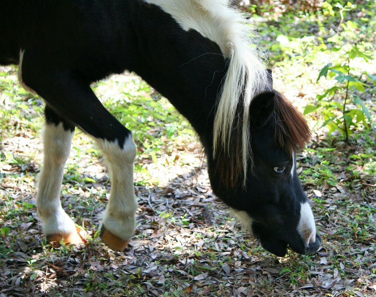 Miniatiūrinis Arklys, Ponis, Ganyti, Nibble, Ūkis, Stabilus, Kramtyti, Kirvis, Gyvuliai, Žiurkė