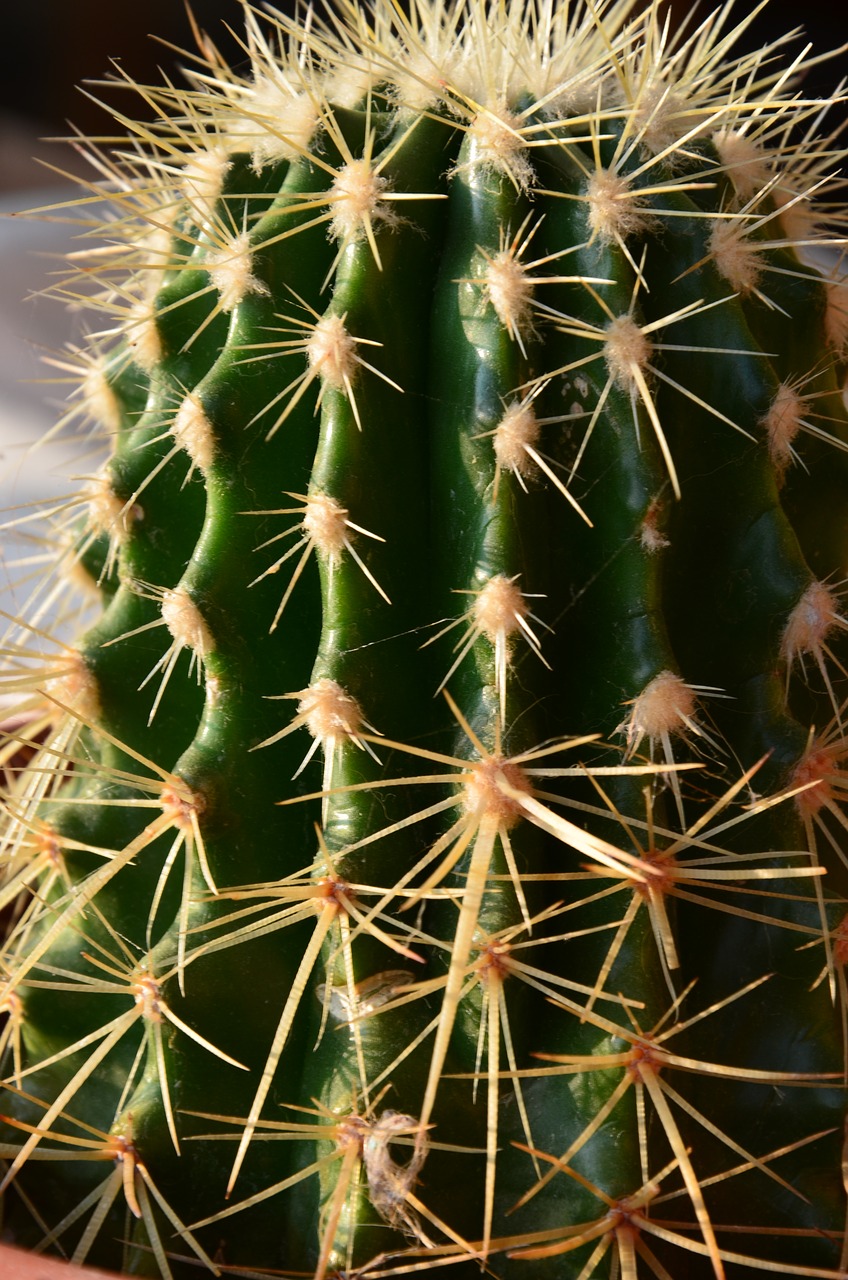 Mini Kaktusas, Sultingas Augalas, Gamta, Nemokamos Nuotraukos,  Nemokama Licenzija