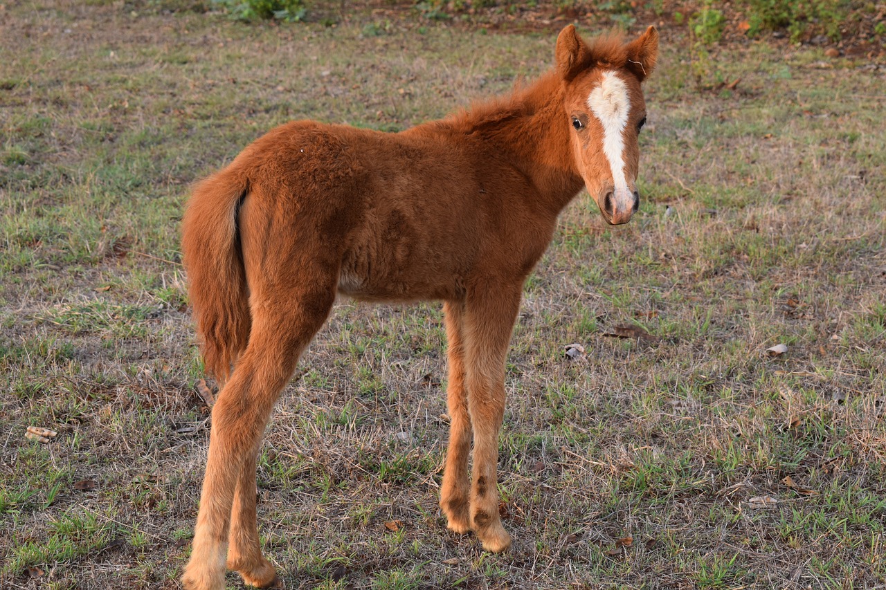 Mini Arklys, Gyvūnas, Kūdikis Arklys, Nemokamos Nuotraukos,  Nemokama Licenzija